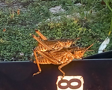 [Side view of the grasshoppers with both facing right. The male is approximately two-thirds the size of the female. The back ends of both are approximately even and the head of the male only extends to the front end of the body of the female. She is a full head longer than him. They are on a black pole which lies flat on the ground. The grasshoppers are a colorful mix of brown and yellow and spots and stripes along their bodies and legs.]